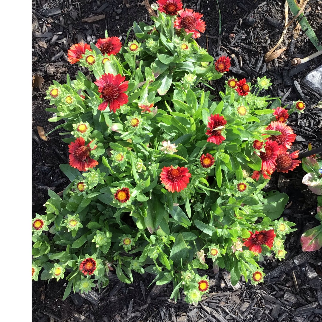 Gaillardia aristata Spintop Red Blanket Flower Spintop Red in