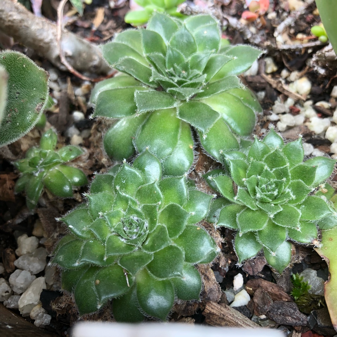 Sempervivum Skrockis Beauty in the GardenTags plant encyclopedia