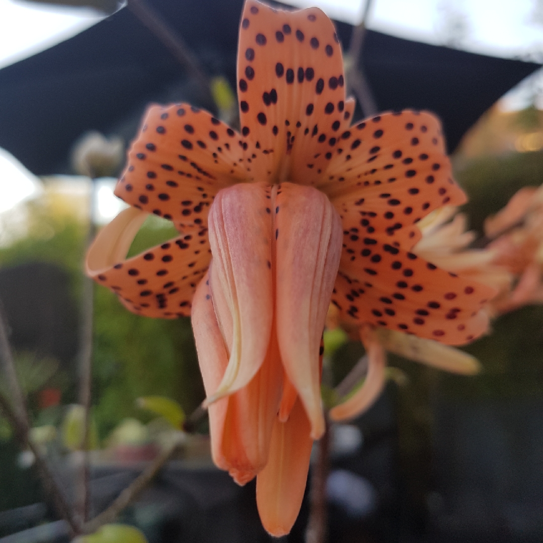 Lily (Species) Davids Lily in the GardenTags plant encyclopedia