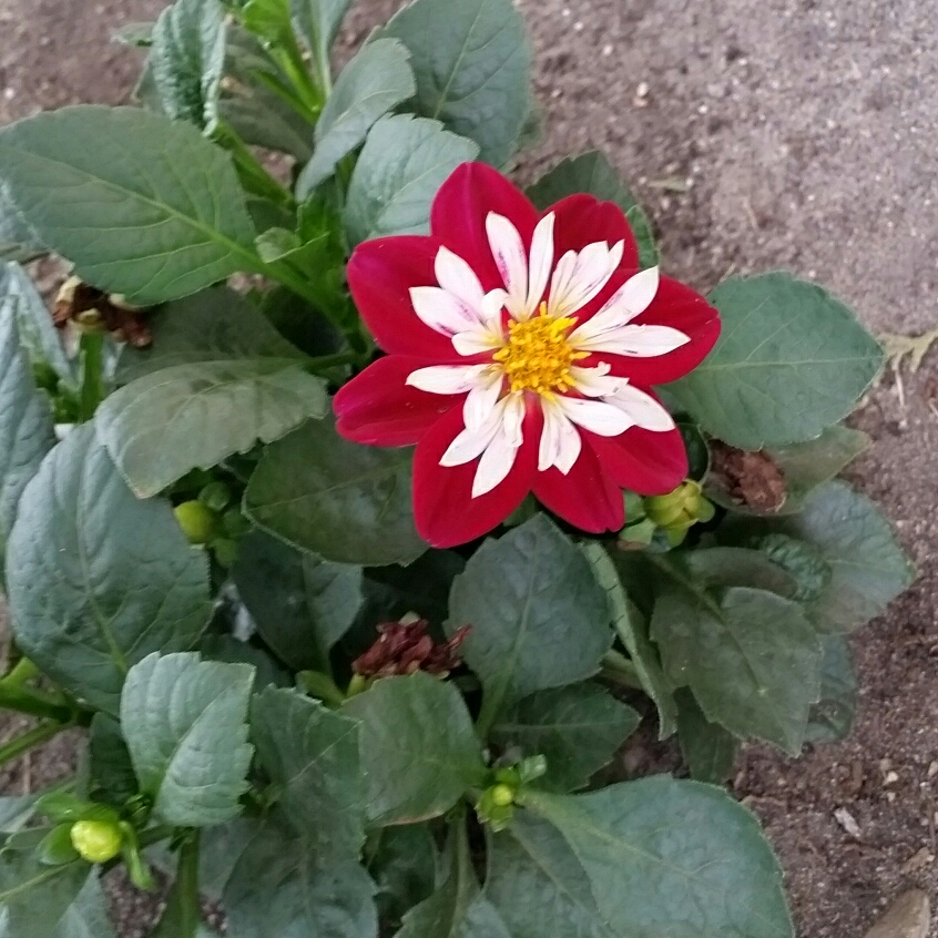 Dahlia Starsister Purple Stripes (Starsister series) in the GardenTags plant encyclopedia