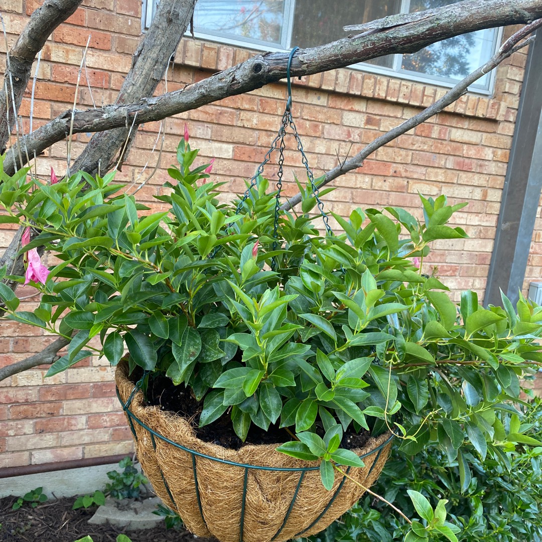 Mandevilla Summer Romance™ Double Pink in the GardenTags plant encyclopedia