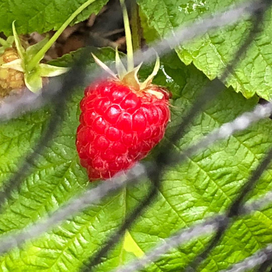 Raspberry Joan J (Autumn Fruiting Raspberry) in the GardenTags plant encyclopedia