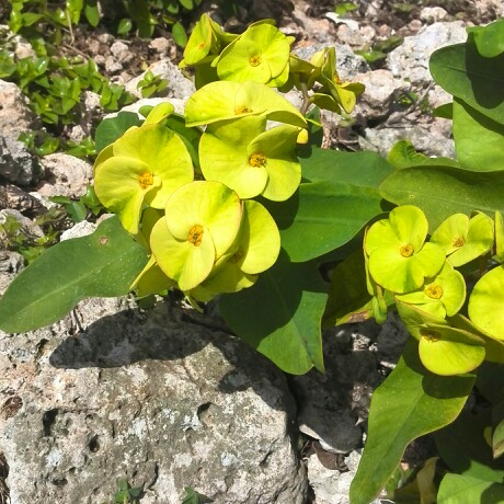 Crown Of Thorns in the GardenTags plant encyclopedia