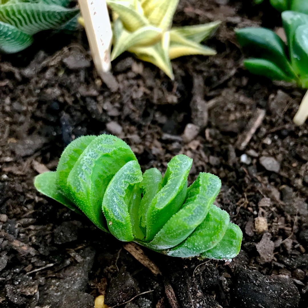 Haworthia Lime Green in the GardenTags plant encyclopedia