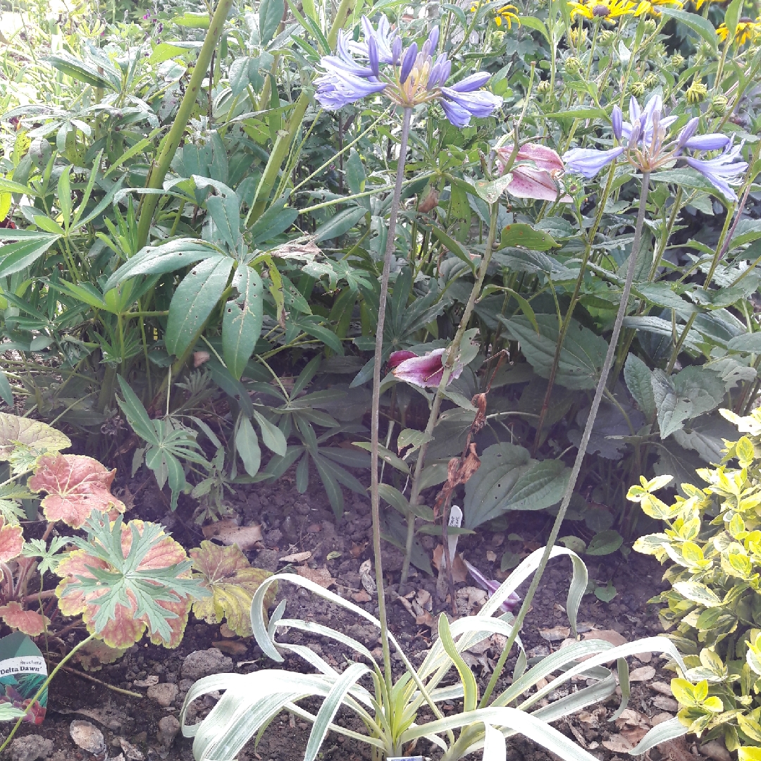 African Lily Gold Strike in the GardenTags plant encyclopedia