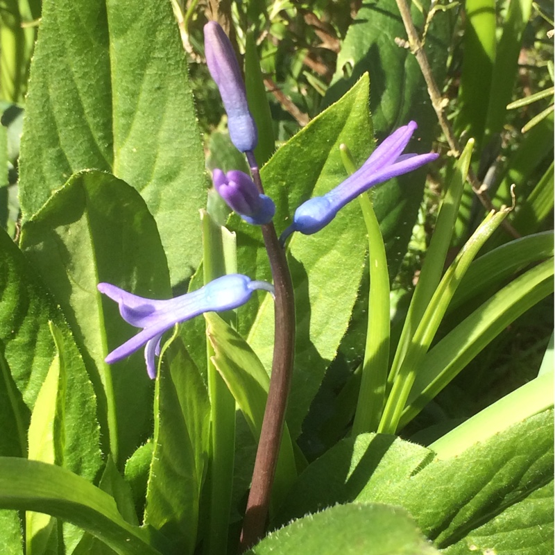 Hyacinth (Species) Roman Hyacinth in the GardenTags plant encyclopedia