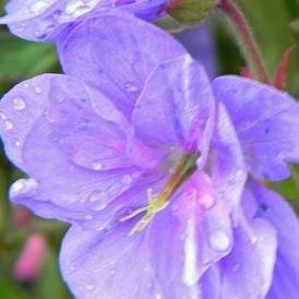 Meadow Cranesbill Plenum Caeruleum in the GardenTags plant encyclopedia