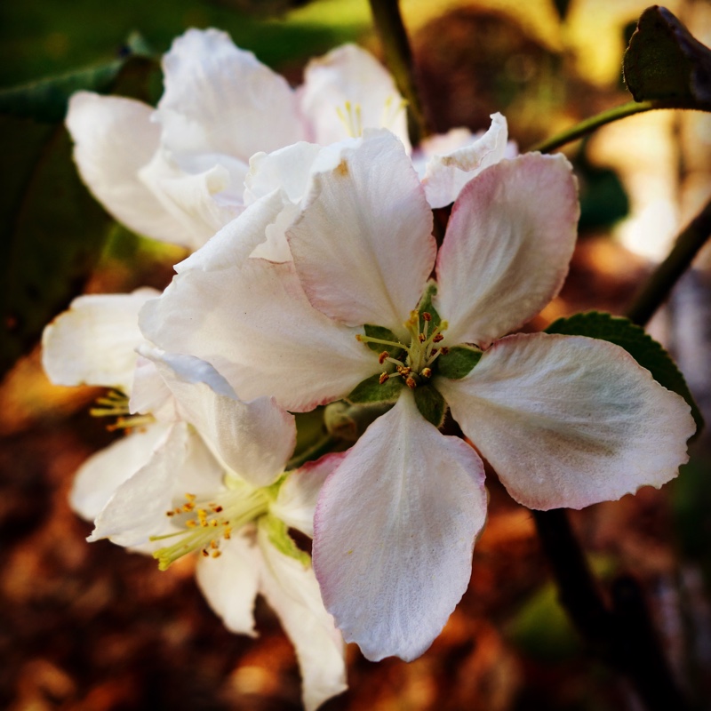 Apple Granny Smith in the GardenTags plant encyclopedia