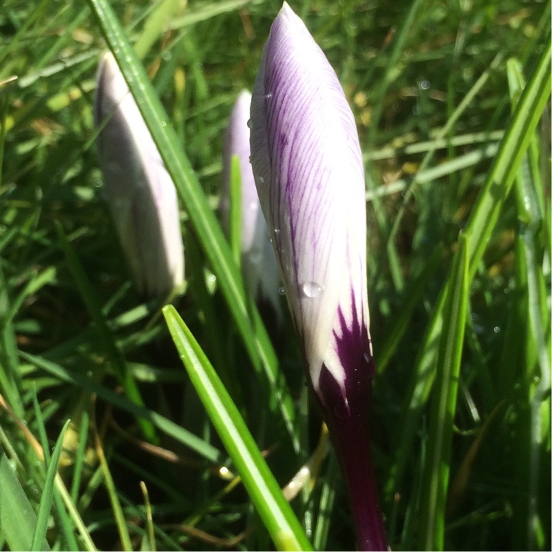 Crocus Striped Beauty in the GardenTags plant encyclopedia