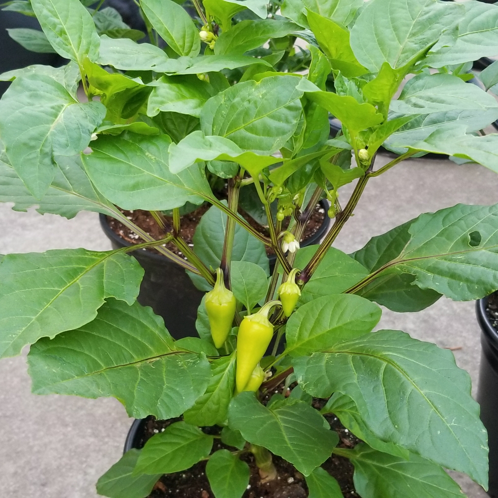 Chilli Pepper Violet Sparkle in the GardenTags plant encyclopedia