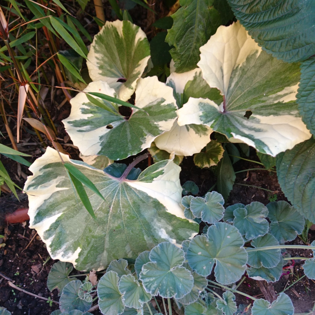 Variegated Giant Leopard Plant in the GardenTags plant encyclopedia