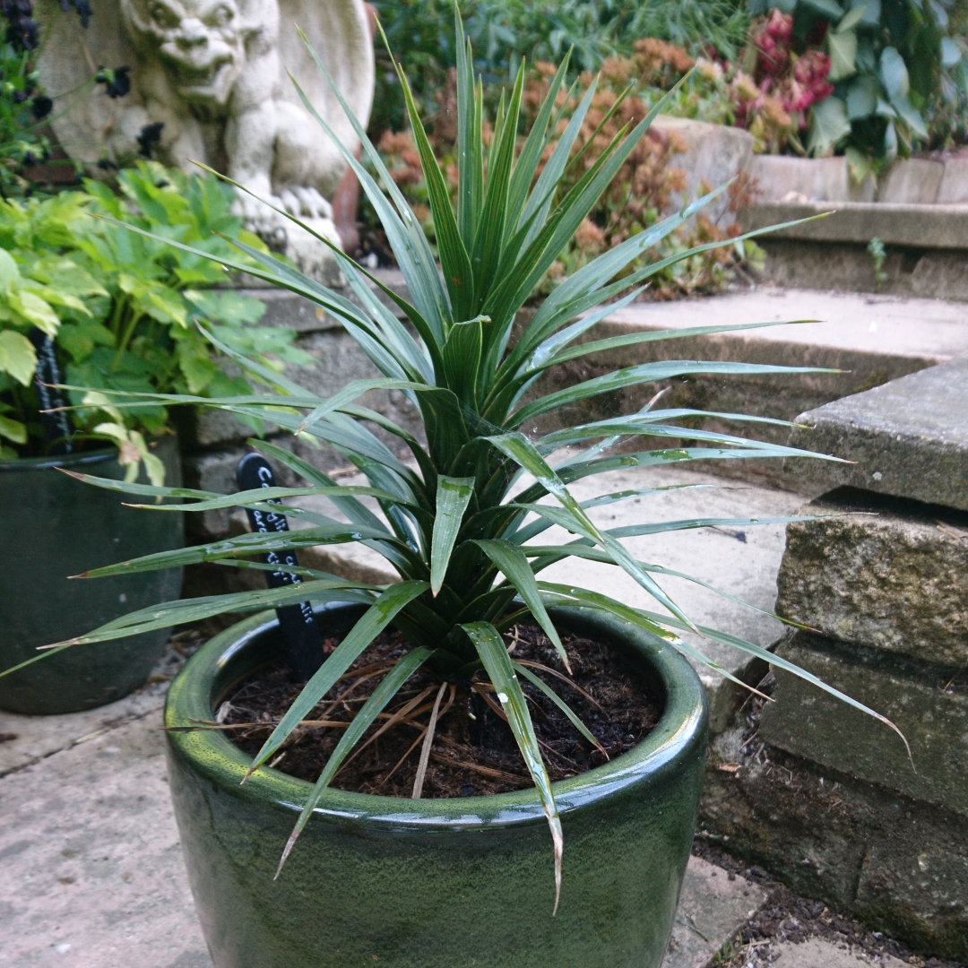 Cordyline Karo Kiri in the GardenTags plant encyclopedia