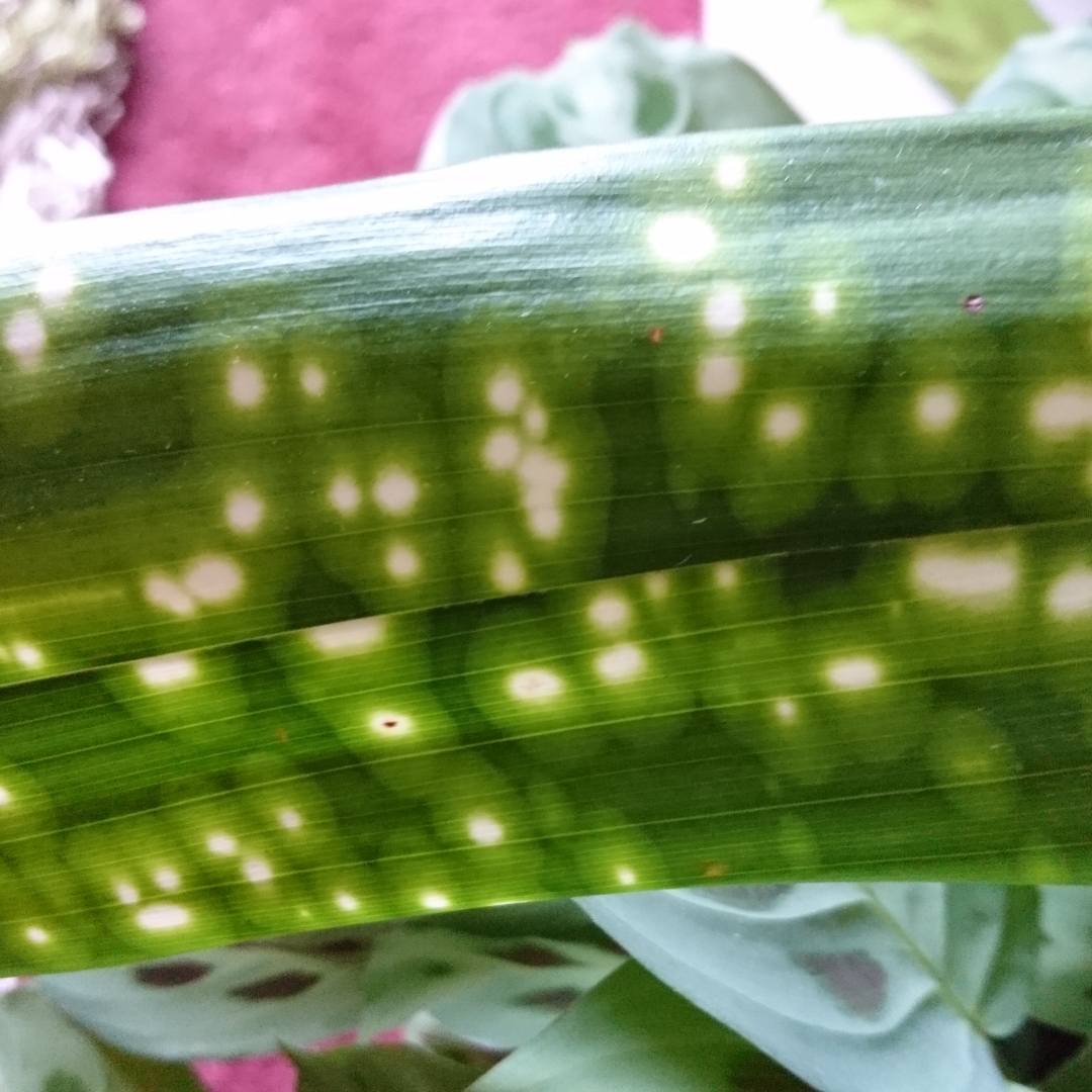 Cast-Iron Plant Kinboshi in the GardenTags plant encyclopedia