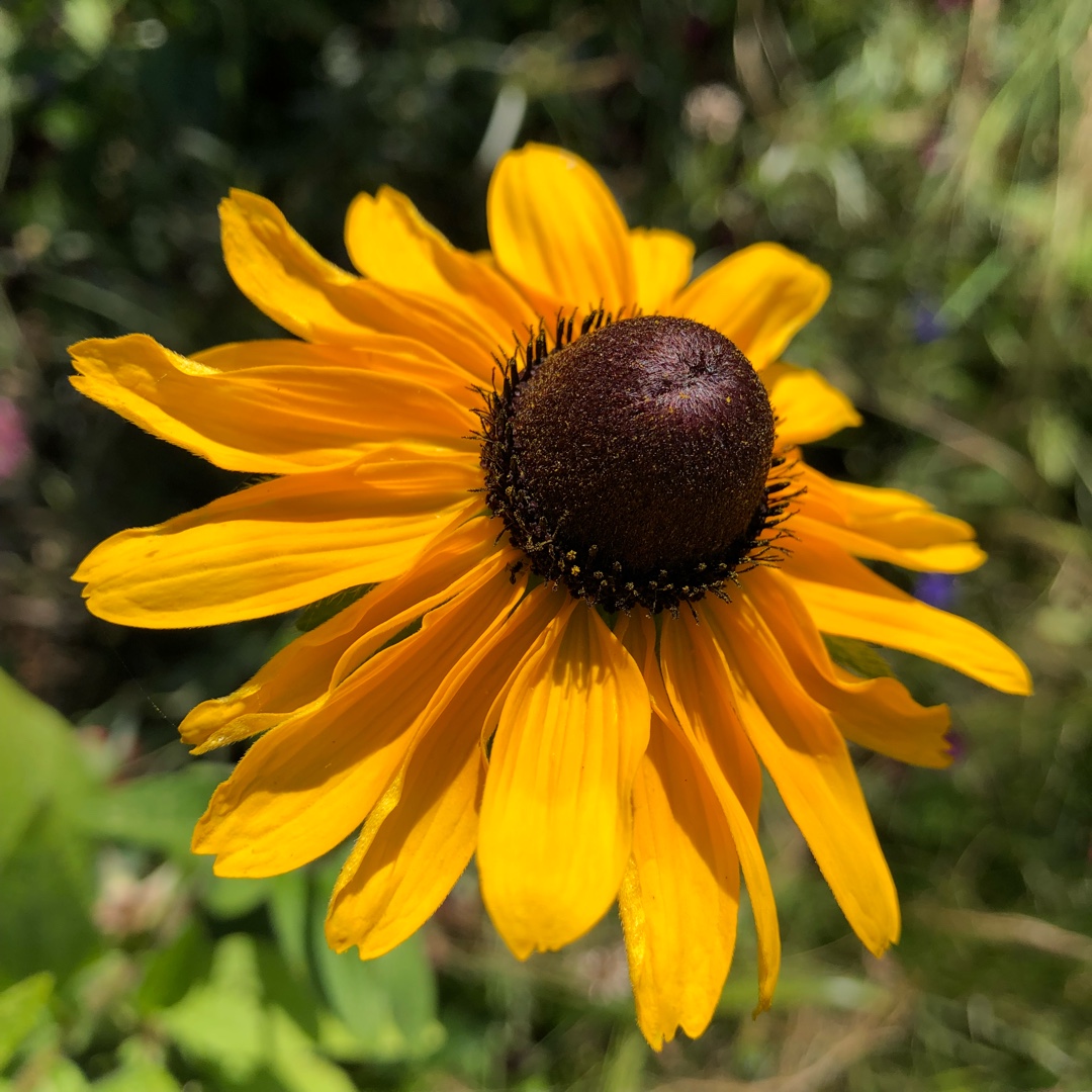 Coneflower Gloriosa in the GardenTags plant encyclopedia