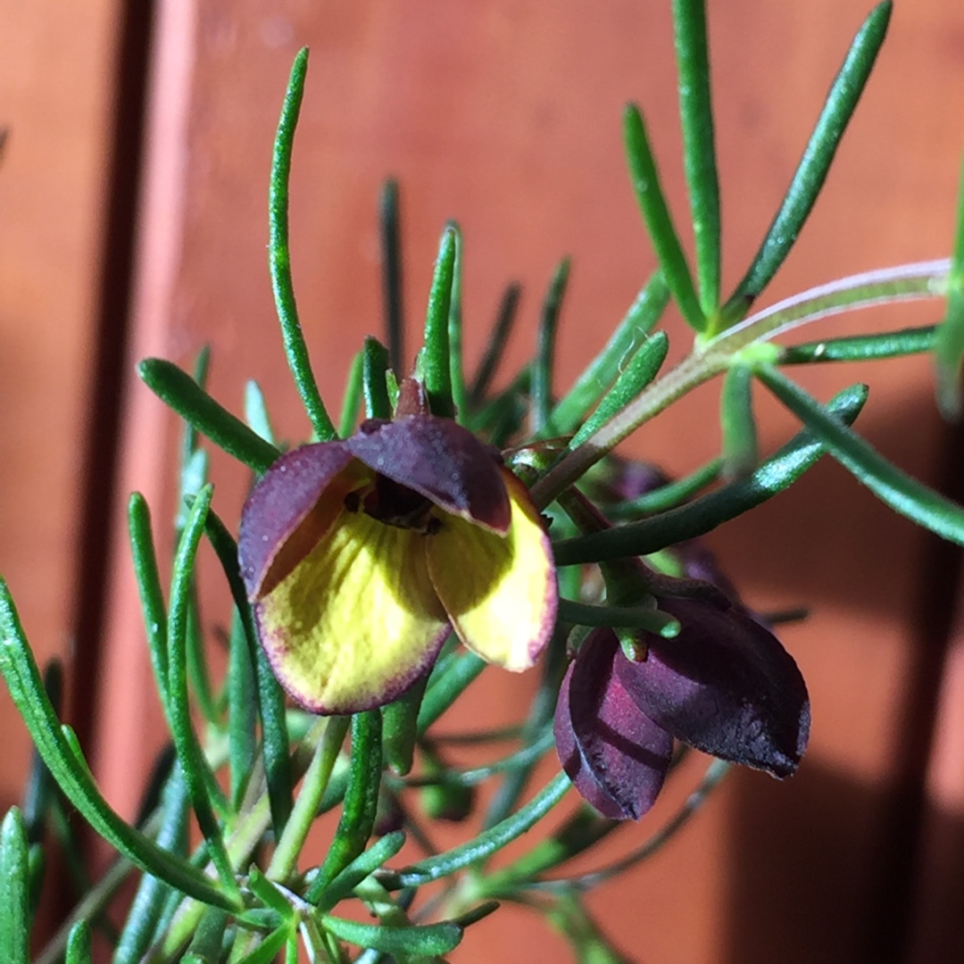 Brown Boronia in the GardenTags plant encyclopedia