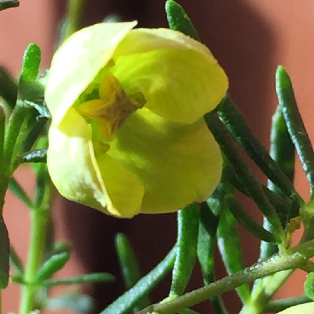 Boronia Lutea in the GardenTags plant encyclopedia