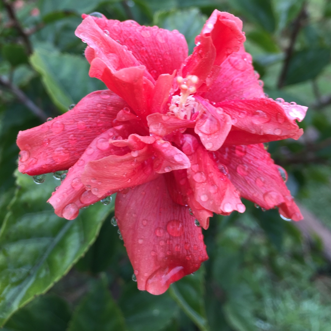 Hibiscus D.J. O Brien in the GardenTags plant encyclopedia