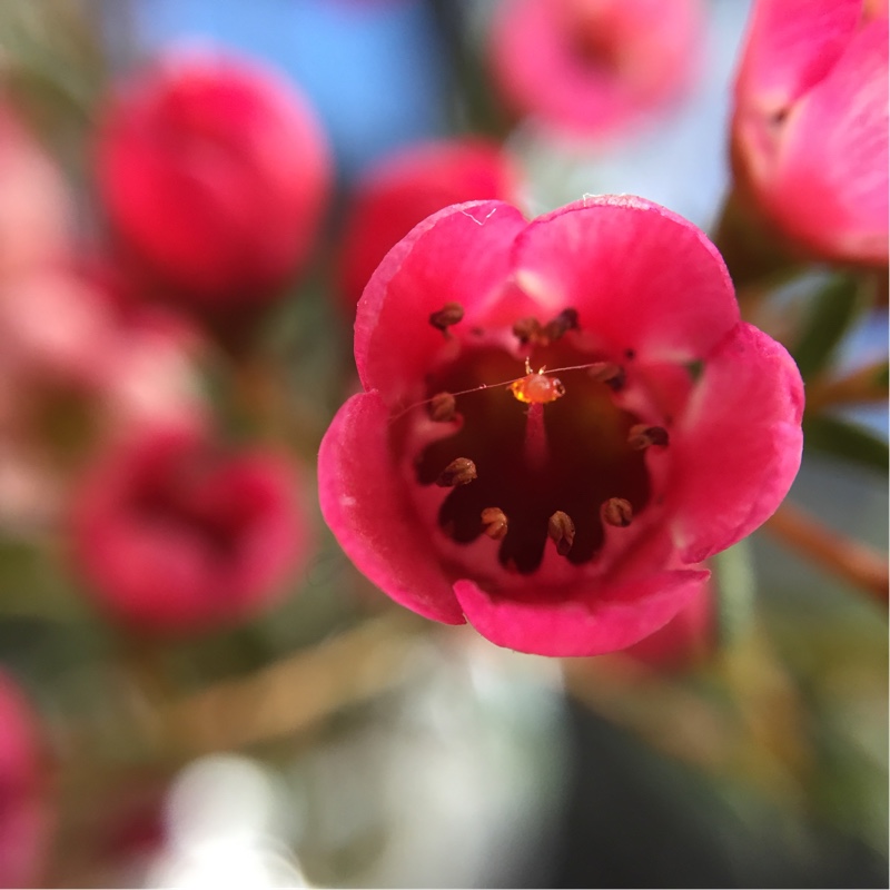 Geraldton Waxflower in the GardenTags plant encyclopedia