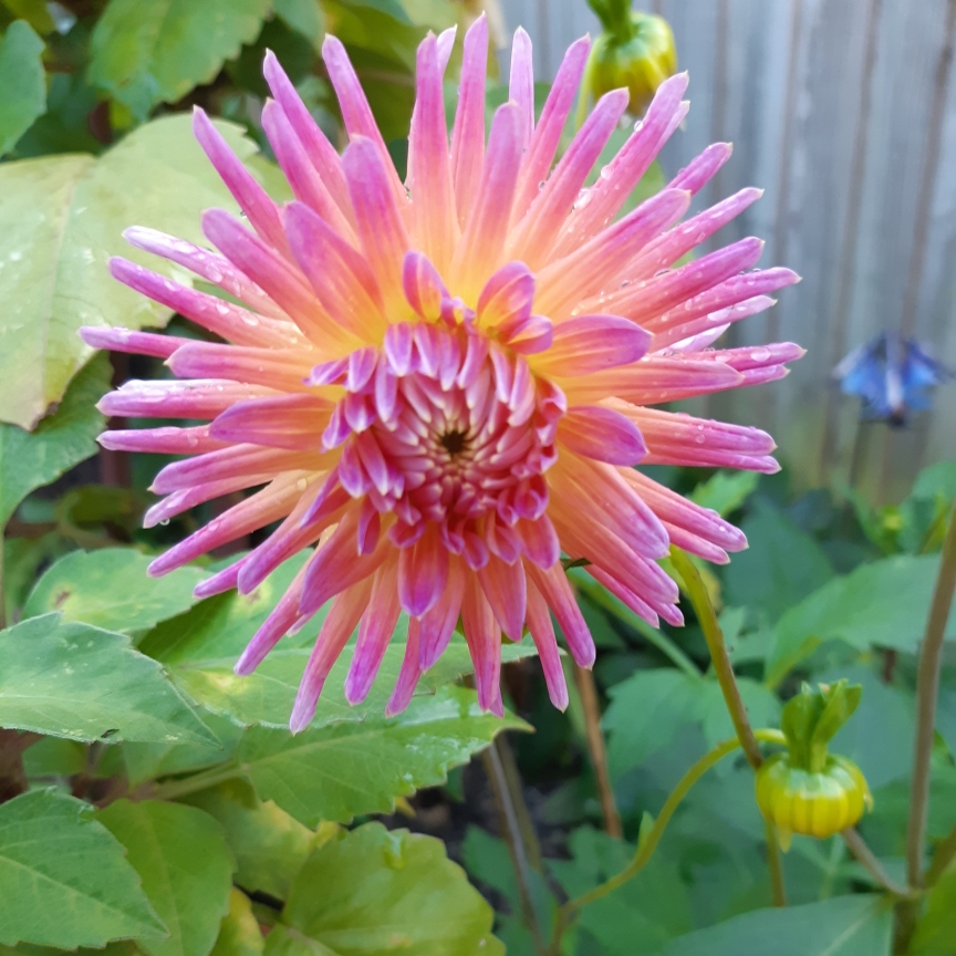 Dahlia 'Josudi Telstar', Dahlia 'Josudi Telstar' (Cactus) in GardenTags ...