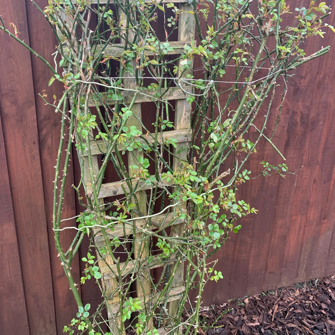 Rose Giardina (Climbing) in the GardenTags plant encyclopedia