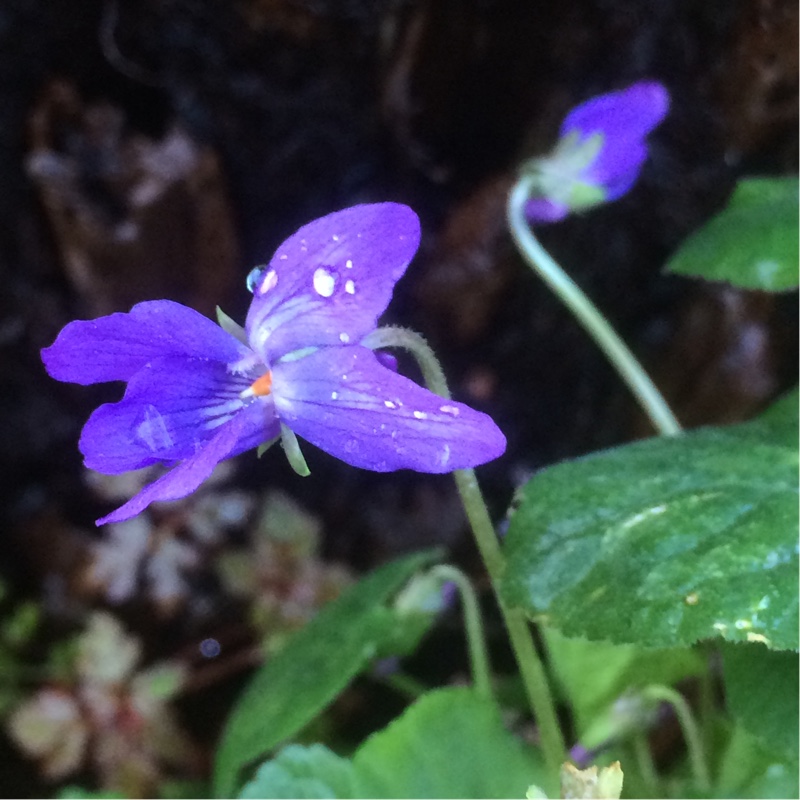 Sweet Violet Queen Charlotte in the GardenTags plant encyclopedia