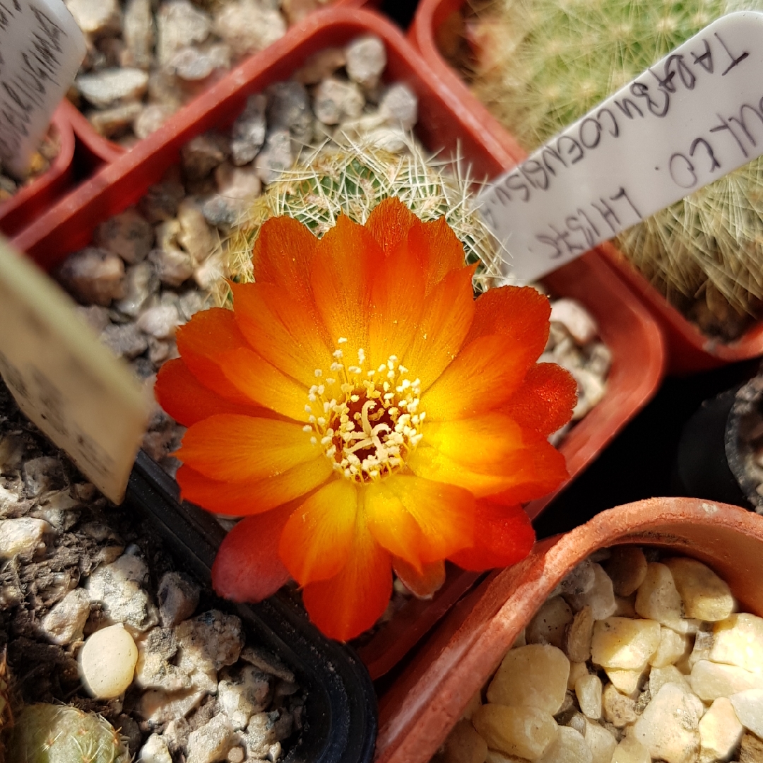 Rebutia canigueralii in the GardenTags plant encyclopedia