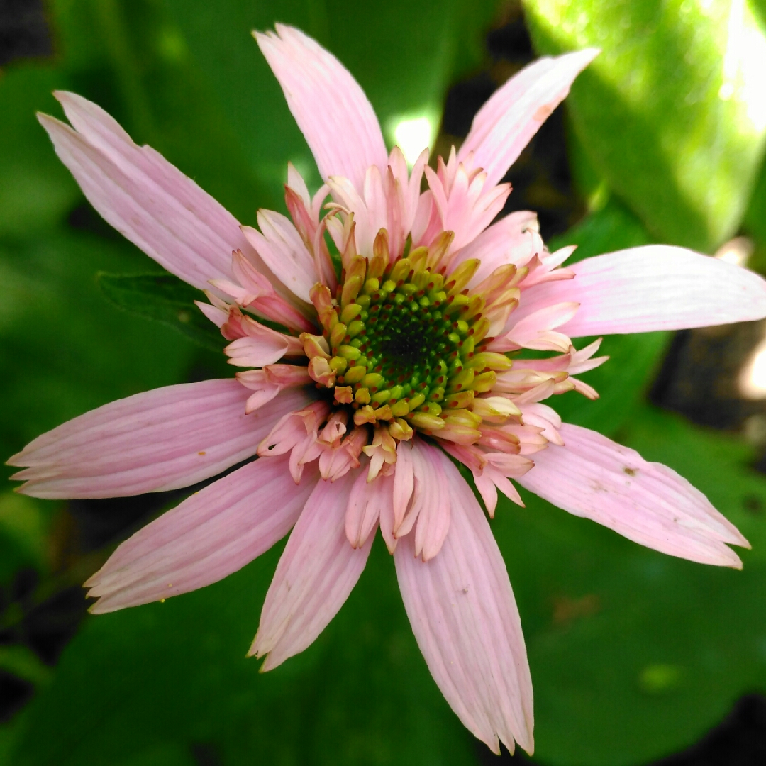 Coneflower Pink Double Delight in the GardenTags plant encyclopedia