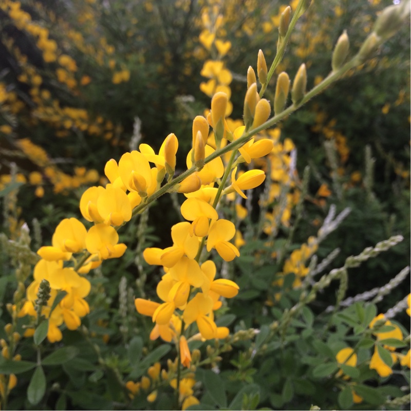 Madeira Broom in the GardenTags plant encyclopedia