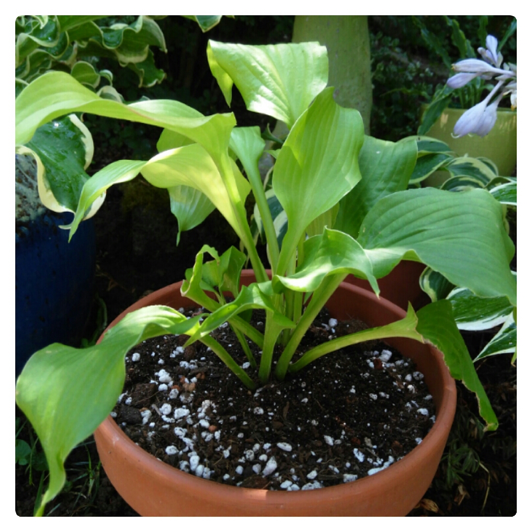 Plantain Lily Dancing Queen in the GardenTags plant encyclopedia