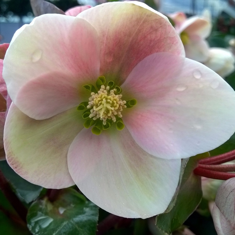 Hellebore HGC Pink Frost in the GardenTags plant encyclopedia