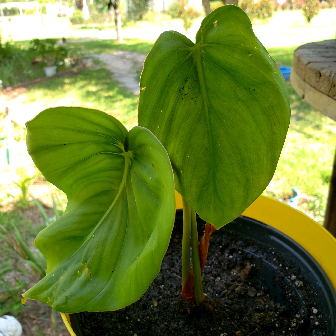 Faustinos Giant Anthurium in the GardenTags plant encyclopedia