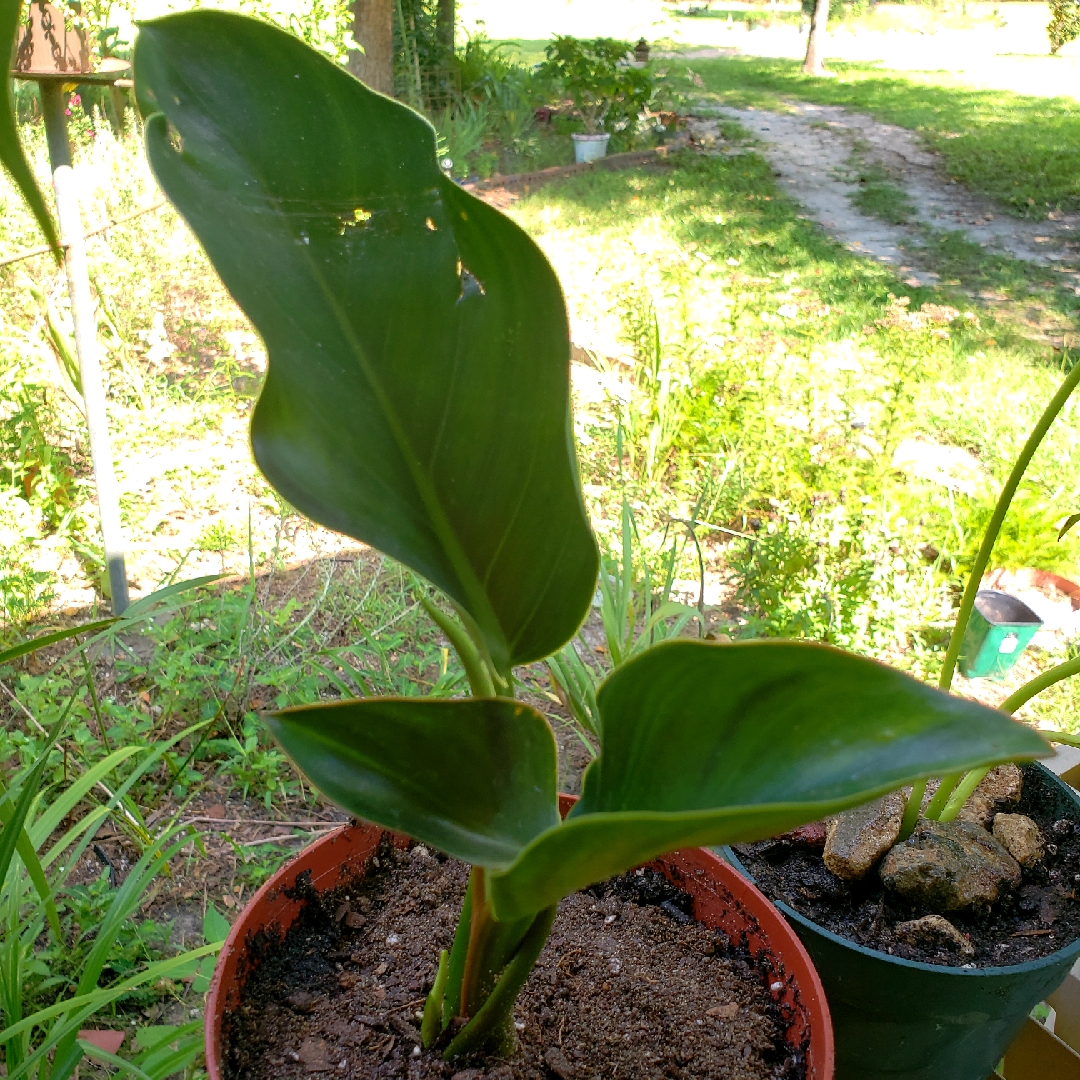 Philodendron Congo in the GardenTags plant encyclopedia