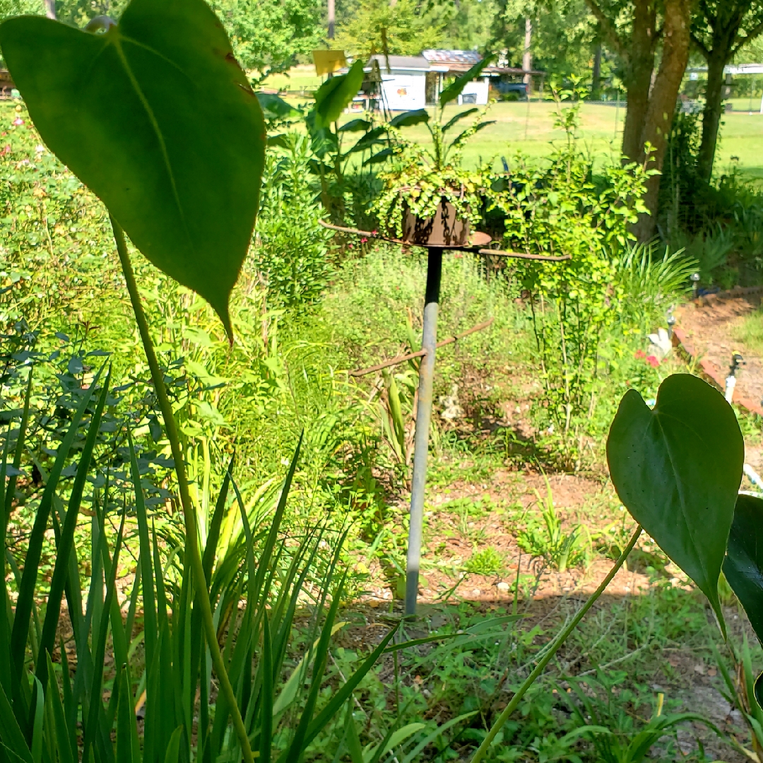 Philodendron pastazanum in the GardenTags plant encyclopedia