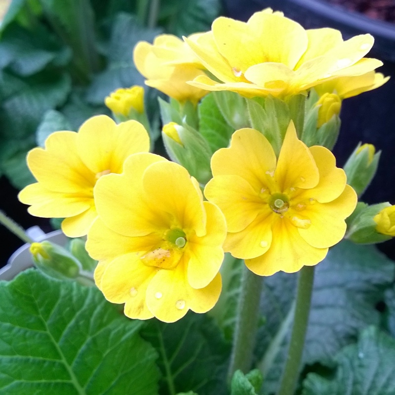 Primula Veris Veristar Yellow Cowslip In GardenTags Plant Encyclopedia