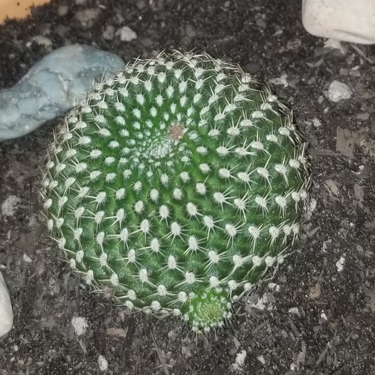 Rebutia Krainziana in the GardenTags plant encyclopedia