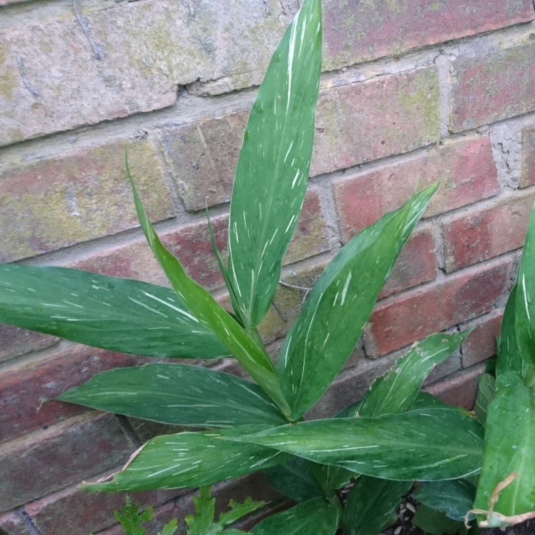 Ginger Lily Dr. Moy in the GardenTags plant encyclopedia