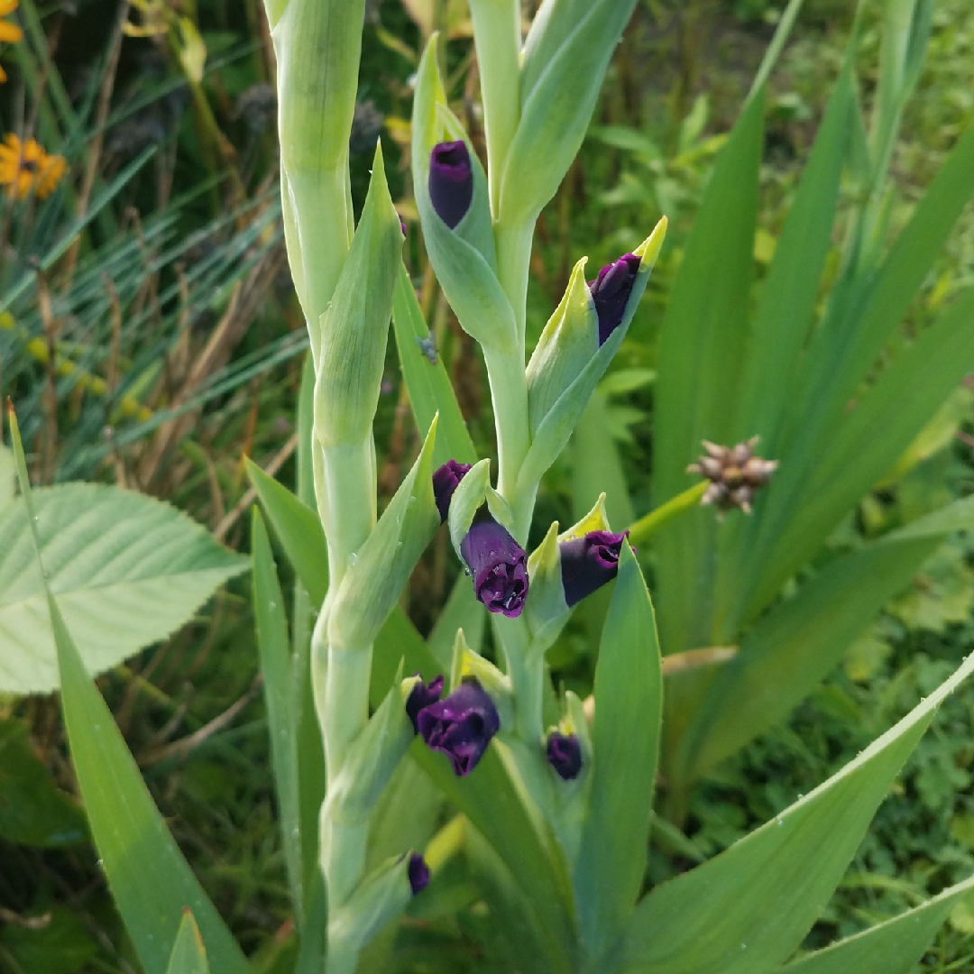 GladiolI Sugar Plum in the GardenTags plant encyclopedia