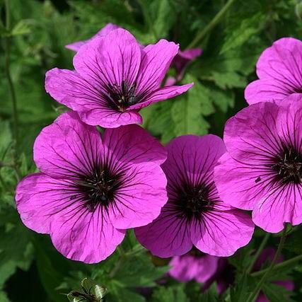 Armenian Cranesbill in the GardenTags plant encyclopedia