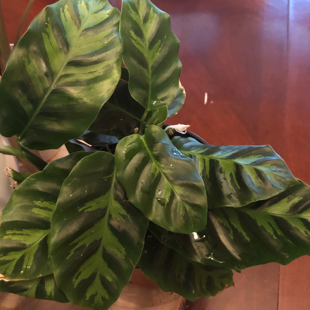 Calathea Albertii syn. Maranta albertii ; Calathea glaziovii, Albert's ...