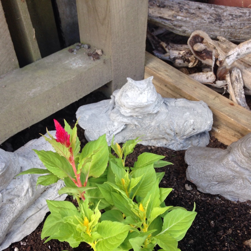 Feather Celosia Fairy Fountains in the GardenTags plant encyclopedia