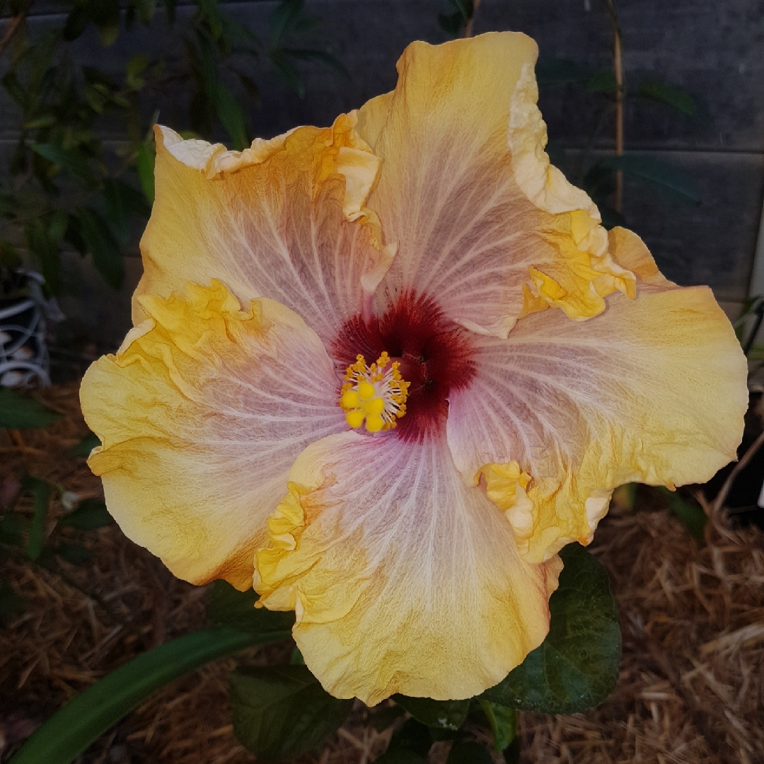 Hibiscus Robyn Jean in the GardenTags plant encyclopedia