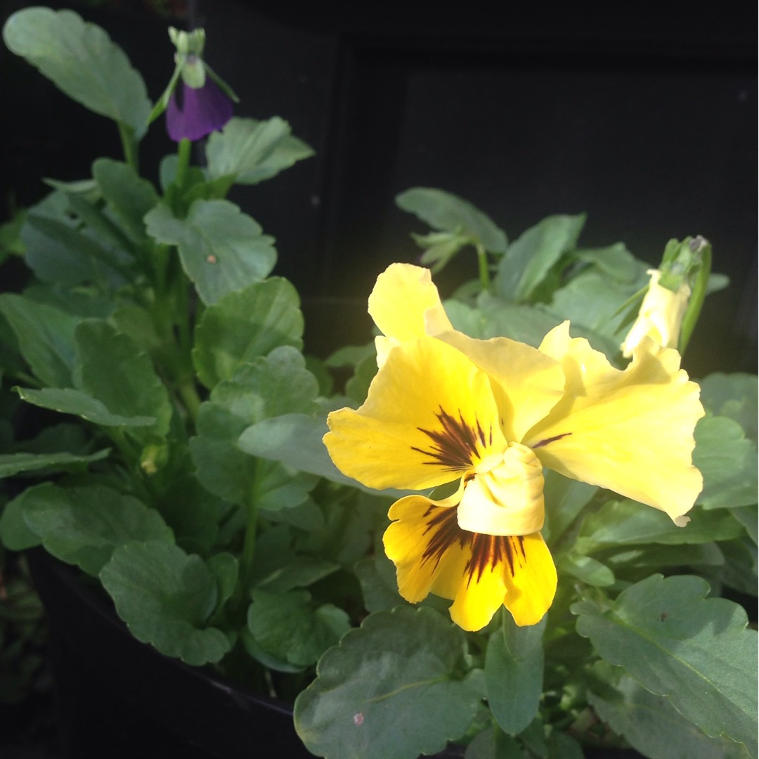 Pansy Rococo Mixed (Mix) in the GardenTags plant encyclopedia