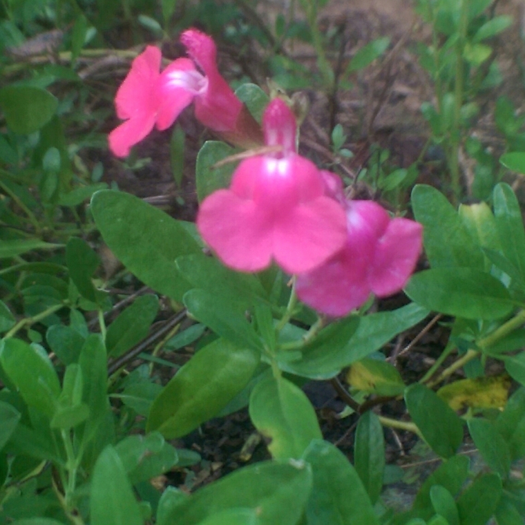 Salvia Mirage™ Pink in the GardenTags plant encyclopedia