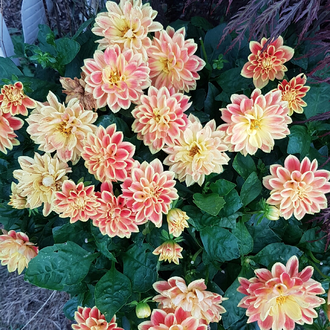 Dahlia Dahlietta Coby (Bedding) in the GardenTags plant encyclopedia