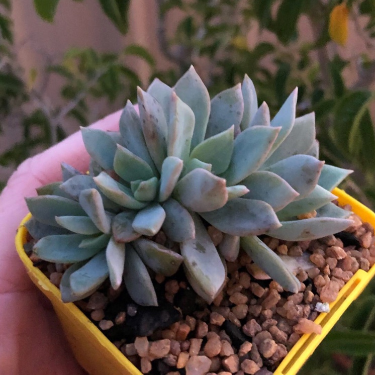 Echeveria Prunella in the GardenTags plant encyclopedia