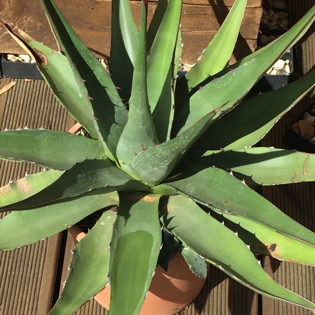 Agave Mountain Agave in the GardenTags plant encyclopedia