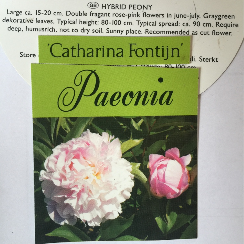 Peony Catharina Fontijn (Herbaceous) in the GardenTags plant encyclopedia