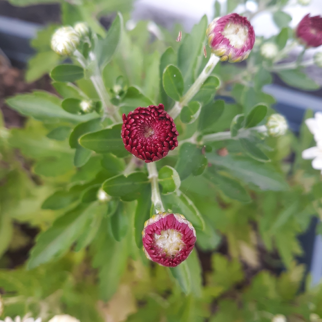 Chrysanthemum Pennine Point in the GardenTags plant encyclopedia