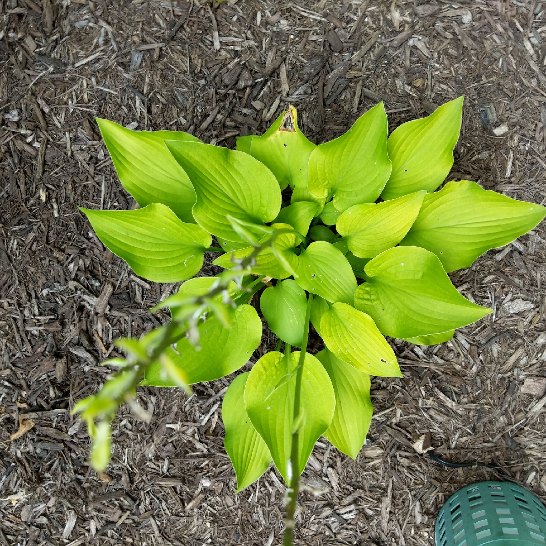 Plantain Lily Birchwood Parkys Gold in the GardenTags plant encyclopedia