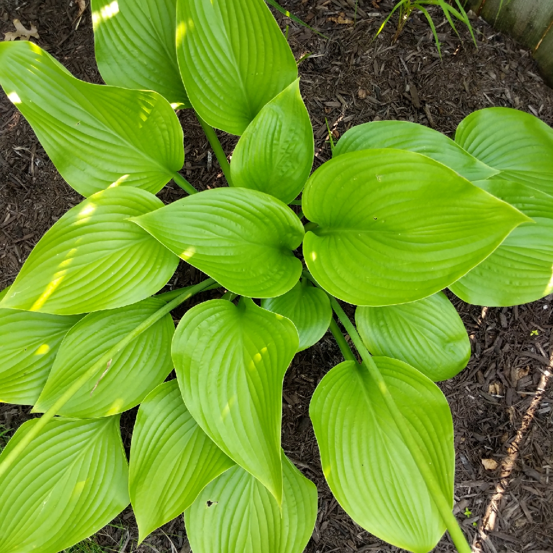 Hosta 'Elatior' syn. Hosta nigrescens, Hosta nigrescens f. elatior ...